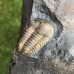 Ellipsocephalus hoffi